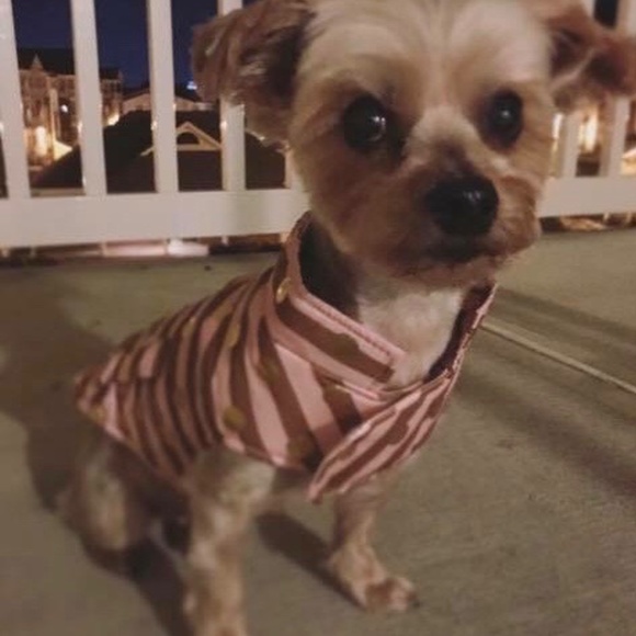 Dog Clothes- Small - Picture 2 of 5